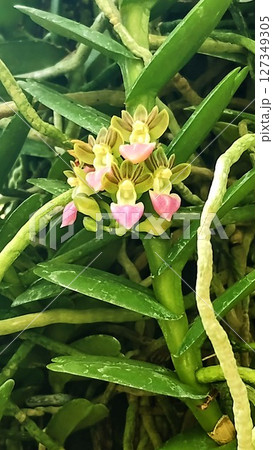 筑波実験植物園のペラタンテリア・インセクティフェラ 筑波実験植物園のペラタンテリア・インセクティフェラ 127349305