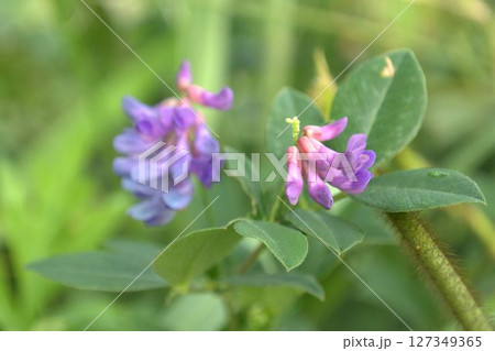 オオバクサフジの花 オオバクサフジの花 127349365