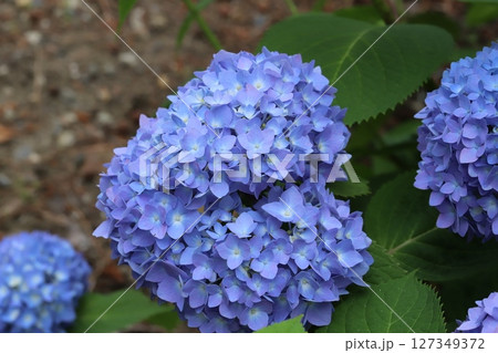 梅雨の庭に咲く青いアジサイの花 127349372