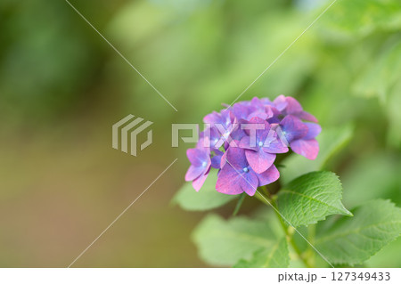 薄紫色の紫陽花 127349433