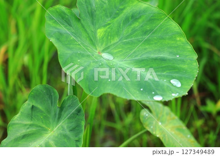 サトイモの葉に溜まった梅雨の雫 127349489