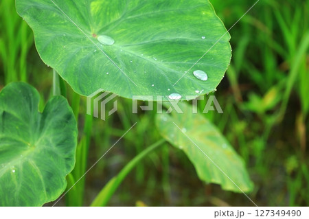 サトイモの葉に溜まった梅雨の雫 127349490