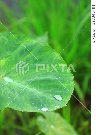 サトイモの葉に溜まった梅雨の雫 127349491