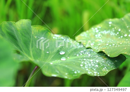 サトイモの葉に溜まった梅雨の雫 サトイモの葉に溜まった梅雨の雫 127349497