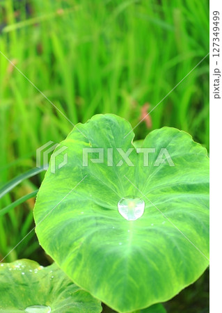 サトイモの葉に溜まった梅雨の雫 サトイモの葉に溜まった梅雨の雫 127349499