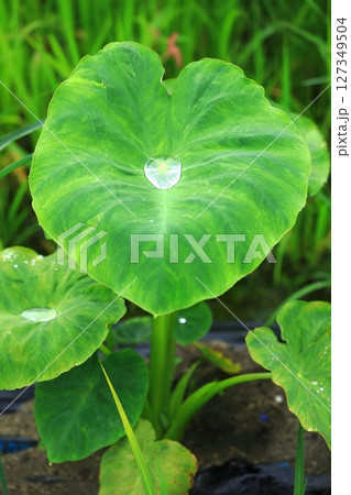サトイモの葉に溜まった梅雨の雫 127349504