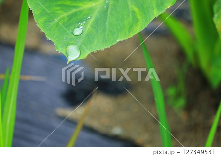 サトイモの葉に溜まった梅雨の雫 127349531