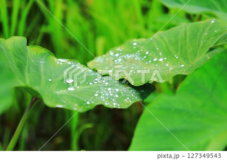 サトイモの葉に溜まった梅雨の雫 127349543