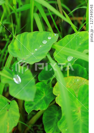 サトイモの葉に溜まった梅雨の雫 127349548