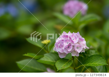 紫陽花 紫陽花 127349614