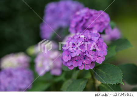 赤紫色の紫陽花 127349615