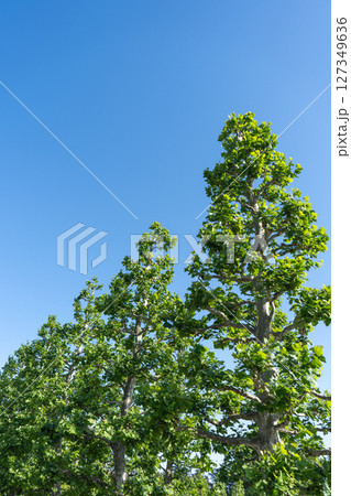 青空に映える新緑のモミジバスズカケノキ 127349636