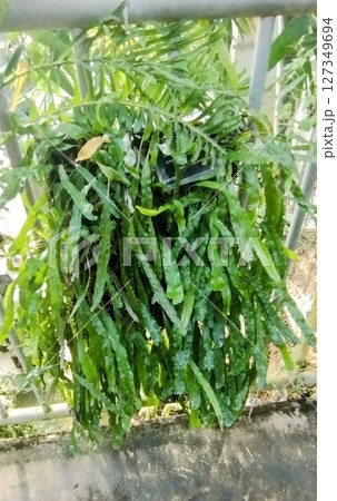 筑波実験植物園のレカノプテリス・シヌオサ 筑波実験植物園のレカノプテリス・シヌオサ 127349694