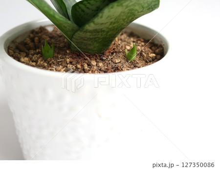 サンセベリア　新芽　観葉植物 127350086