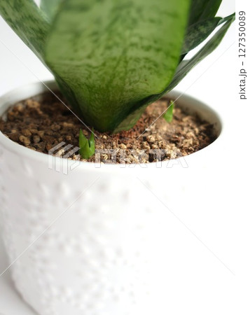 サンセベリア 新芽 観葉植物 サンセベリア 新芽 観葉植物 127350089