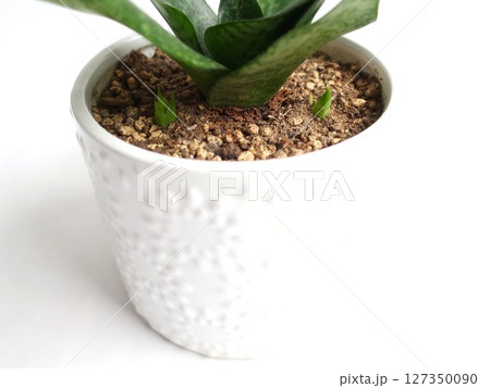 サンセベリア 新芽 観葉植物 サンセベリア 新芽 観葉植物 127350090