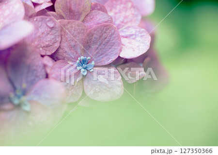 雨上がりの紫陽花と初夏の緑 – しっとりとした季節の風景 雨上がりの紫陽花と初夏の緑 – しっとりとした季節の風景 127350366