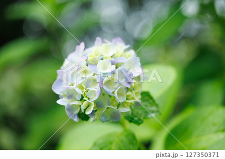 雨上がりの紫陽花と初夏の緑 – しっとりとした季節の風景 127350371