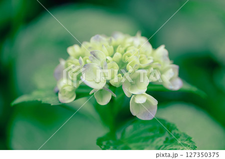 雨上がりの紫陽花と初夏の緑 – しっとりとした季節の風景 雨上がりの紫陽花と初夏の緑 – しっとりとした季節の風景 127350375