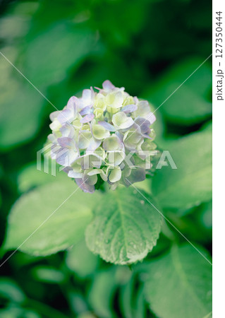 雨上がりの紫陽花と初夏の緑 – しっとりとした季節の風景 127350444