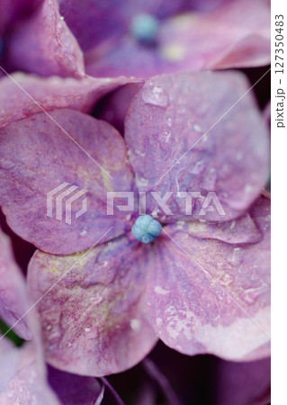 雨上がりの紫陽花と初夏の緑 – しっとりとした季節の風景 雨上がりの紫陽花と初夏の緑 – しっとりとした季節の風景 127350483
