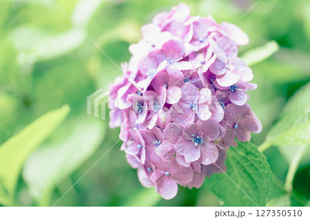 雨上がりの紫陽花と初夏の緑 – しっとりとした季節の風景 雨上がりの紫陽花と初夏の緑 – しっとりとした季節の風景 127350510