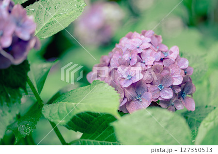 雨上がりの紫陽花と初夏の緑 – しっとりとした季節の風景 雨上がりの紫陽花と初夏の緑 – しっとりとした季節の風景 127350513