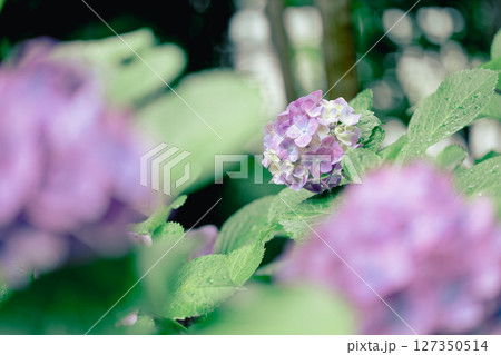 雨上がりの紫陽花と初夏の緑 – しっとりとした季節の風景 雨上がりの紫陽花と初夏の緑 – しっとりとした季節の風景 127350514