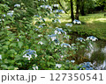 紫陽花が咲くころの磯川緑地公園 127350541