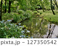 紫陽花が咲くころの磯川緑地公園 127350542