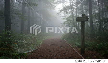 Foggy Forest Path Lined with Pine Needles and Dewy Spiderwebs on Summer Morning 127350554