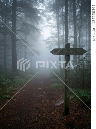 Foggy Forest Path Lined with Pine Needles and Dewy Spiderwebs on Summer Morning 127350561