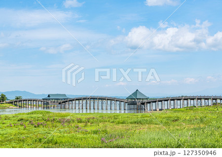 青森県鶴田町　人気の観光スポット　夏の鶴の舞橋 127350946