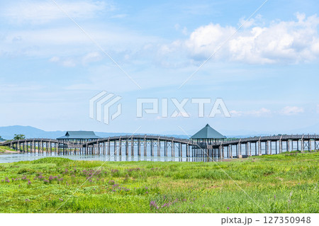 青森県鶴田町　人気の観光スポット　夏の鶴の舞橋 127350948