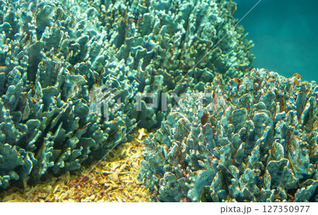 Discover underwater world featuring colorful coral formations and vivid marine textures in a clear tropical ocean. Beauty and biodiversity of a rich aquatic ecosystem. marine ecosystem exploration. Discover underwater world featuring colorful coral formations and vivid marine textures in a clear tropical ocean. Beauty and biodiversity of a rich aquatic ecosystem. marine ecosystem exploration. 127350977