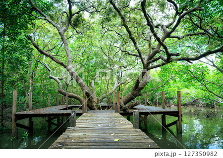 Wooden walkway through mangrove forest with calm waters. Natural carbon sink and sustainable ecosystems for eco-tourism and climate change awareness. Environmental sustainability. Sustainable tourism. 127350982
