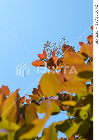 空バックの紫色のスモークツリーの花穂 空バックの紫色のスモークツリーの花穂 127351042