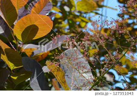 紫色のスモークツリーの花穂 紫色のスモークツリーの花穂 127351043