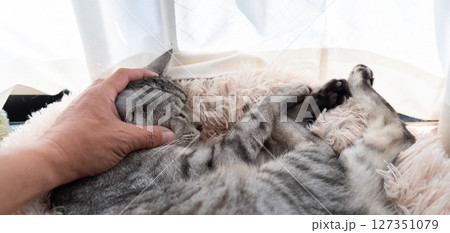猫を撫でる飼い主　サバトラ猫 127351079