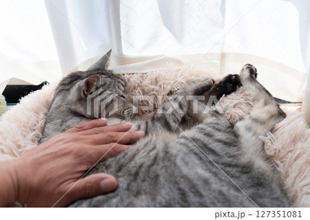 猫を撫でる飼い主　サバトラ猫 127351081