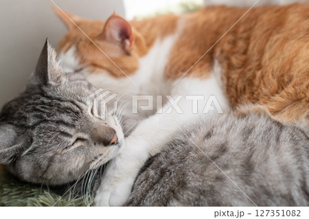 抱き合って眠る二匹の猫 127351082