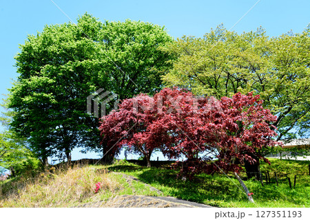 童謡の森ふれあいパーク  2025-5-3　＃3 127351193