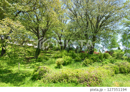 童謡の森ふれあいパーク  2025-5-3　＃4 127351194