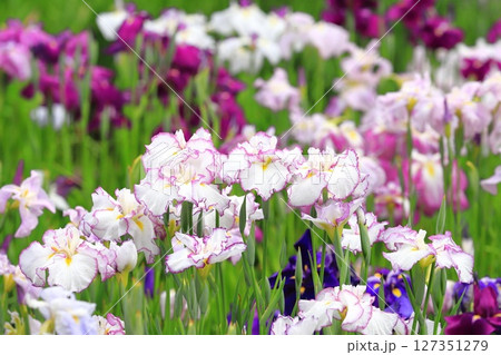 堀切菖蒲園　色とりどりの花菖蒲　　　　 127351279