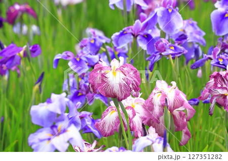 堀切菖蒲園 色とりどりの花菖蒲 堀切菖蒲園 色とりどりの花菖蒲 127351282