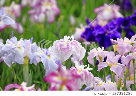 堀切菖蒲園 色とりどりの花菖蒲 堀切菖蒲園 色とりどりの花菖蒲 127351283