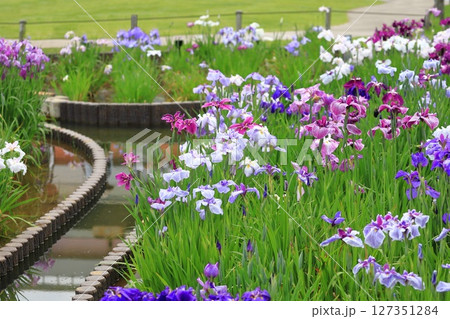 堀切菖蒲園 色とりどりの花菖蒲 堀切菖蒲園 色とりどりの花菖蒲 127351284