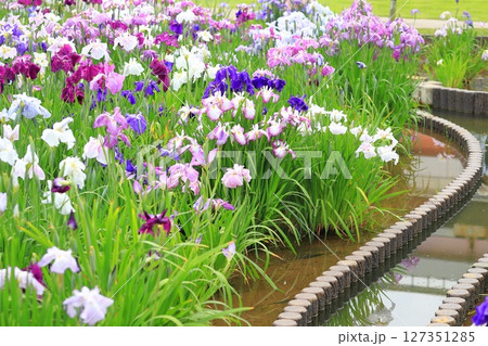 堀切菖蒲園　色とりどりの花菖蒲　　　　 127351285