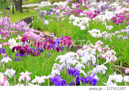 堀切菖蒲園 色とりどりの花菖蒲 堀切菖蒲園 色とりどりの花菖蒲 127351287