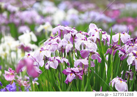堀切菖蒲園 色とりどりの花菖蒲     堀切菖蒲園 色とりどりの花菖蒲     127351288